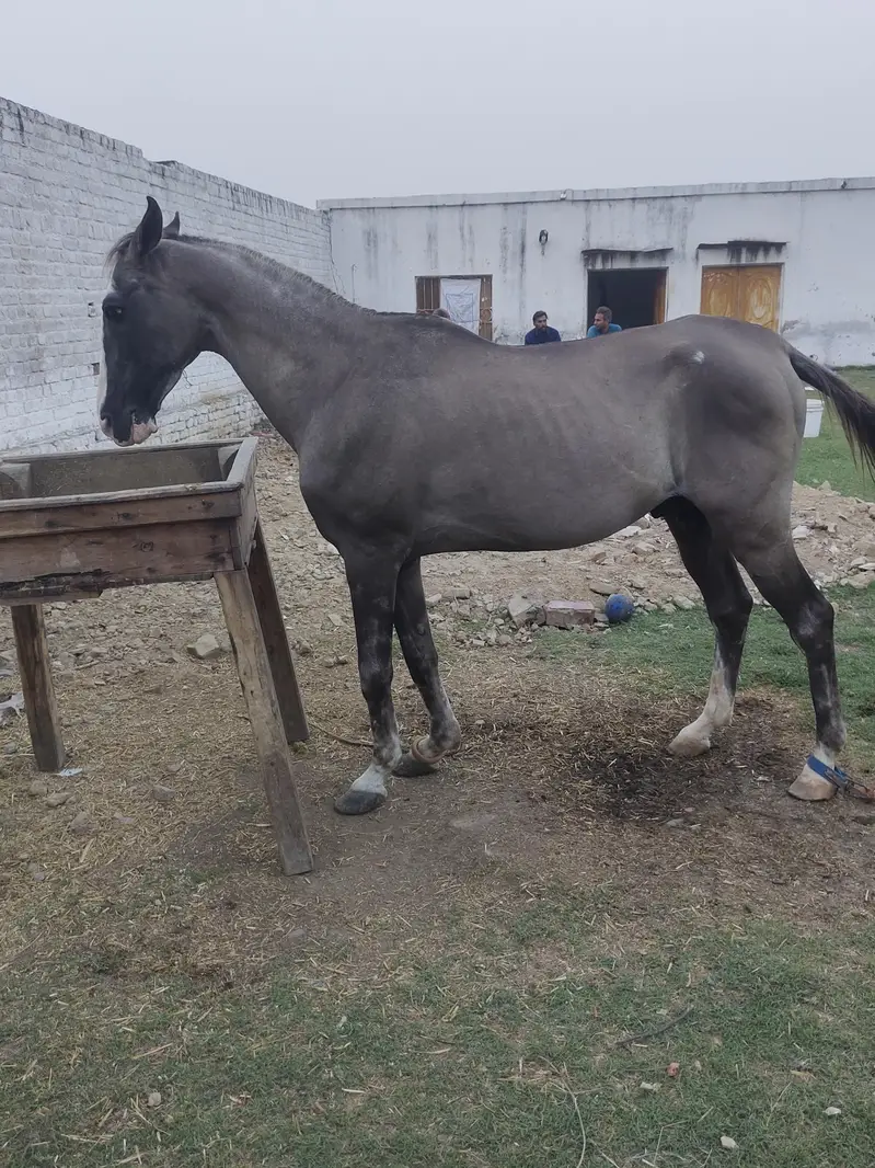 Desi Horse for sale Mirpur Ajk  Neza Baz Horse
