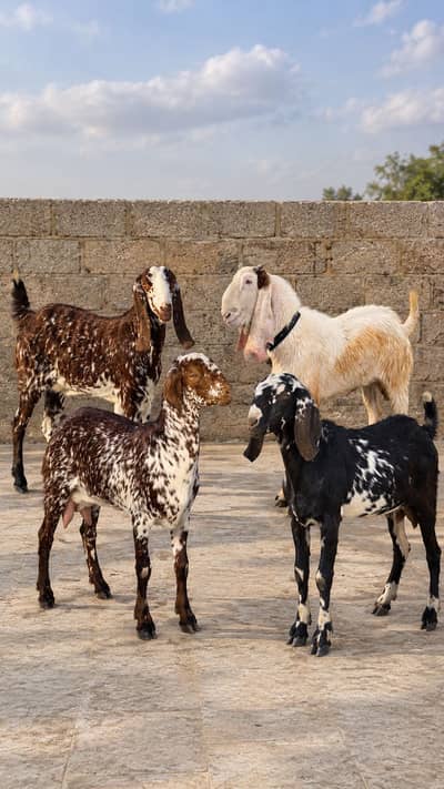 Gulabi Bakra tapra Bakra tapri Bakri