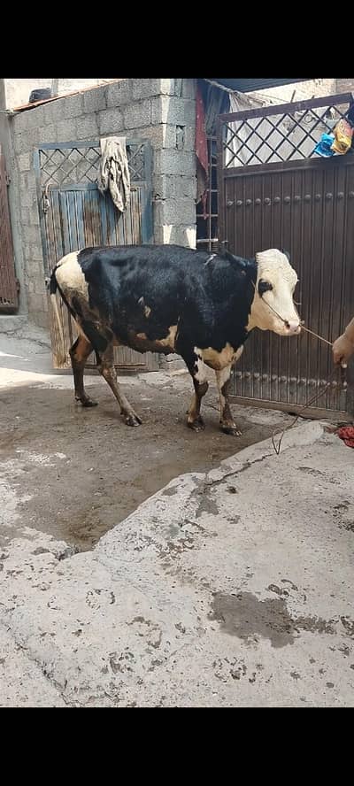 Australian frezan  cow first timeer for sale