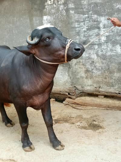 katti for sale