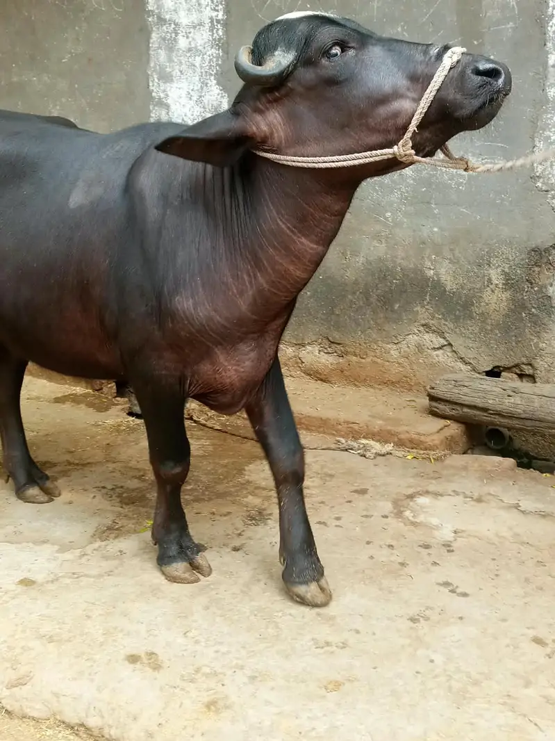 katti for sale — photo 2