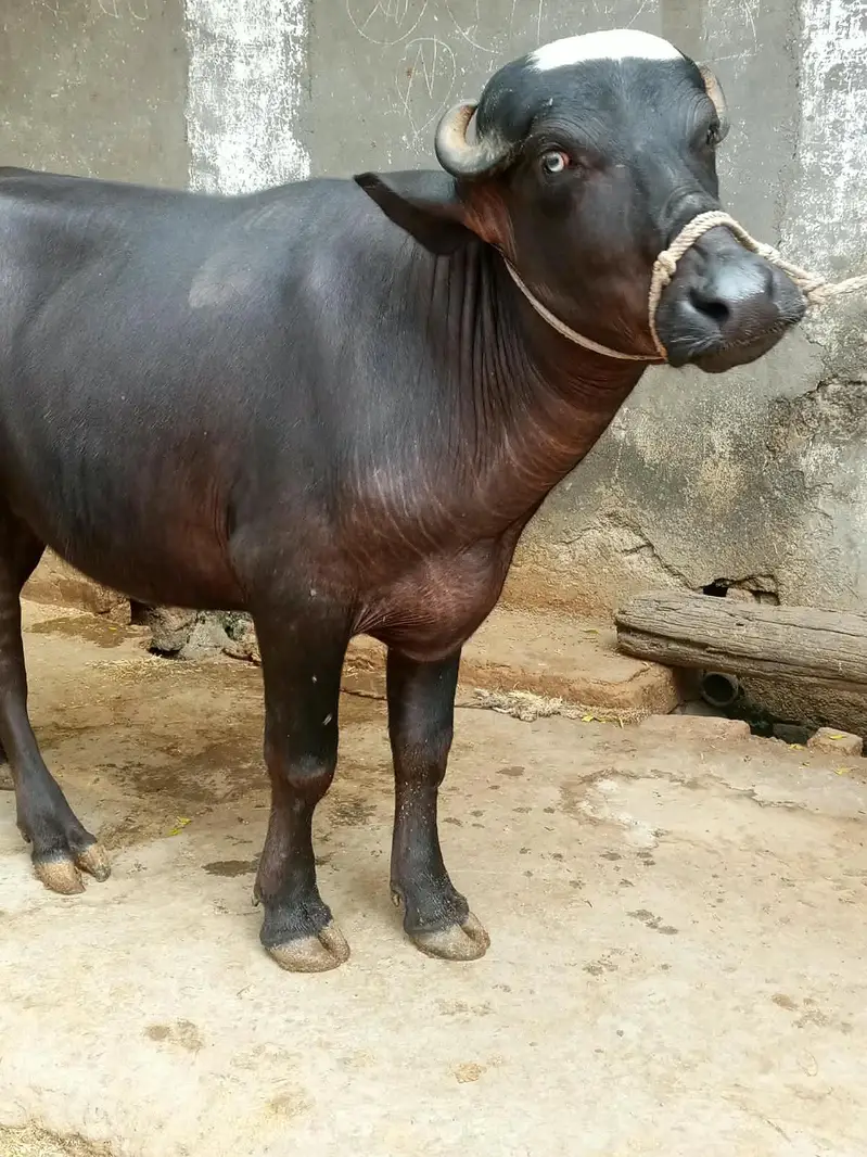 katti for sale — photo 3
