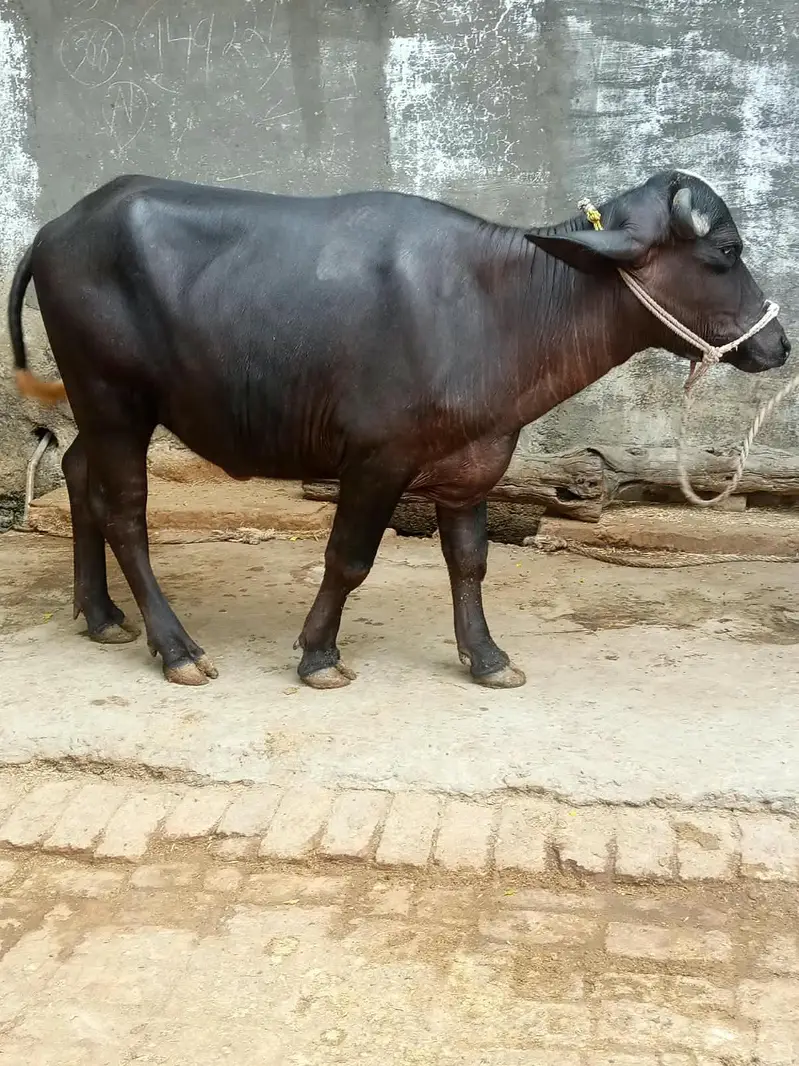 katti for sale — photo 4