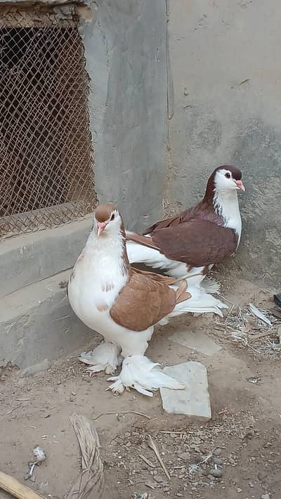 German sherazi male wtsap3185461922