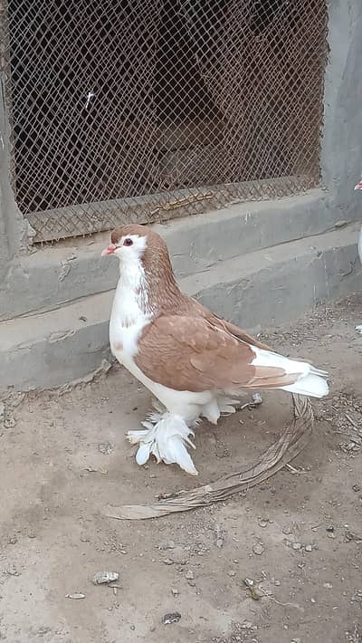 German lahore sherazi pigeon dono male wtsap3185461922