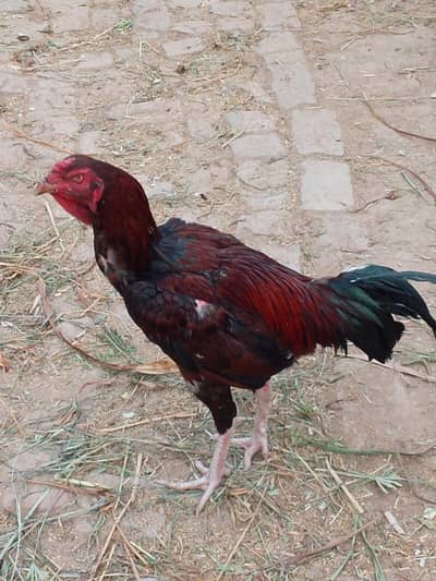 Pura muska Lal asil murga