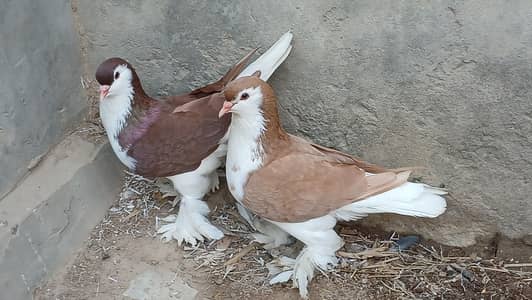German sherazi male wtsap3185461922