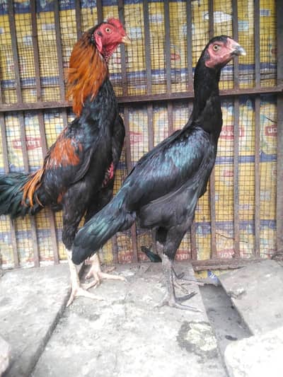 thai aseel pair for sale