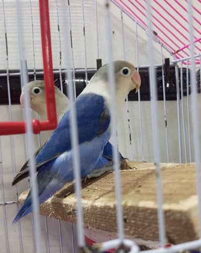 balu lovebird nice color