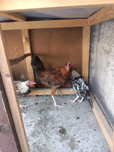 desi chicken