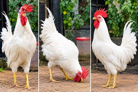 for sale male
