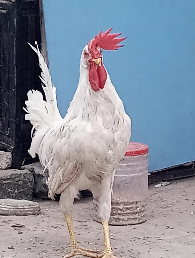for sale male — photo 2