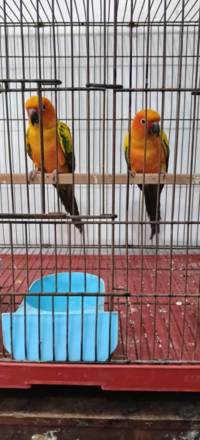 Sun conure Ready To Breed Pair