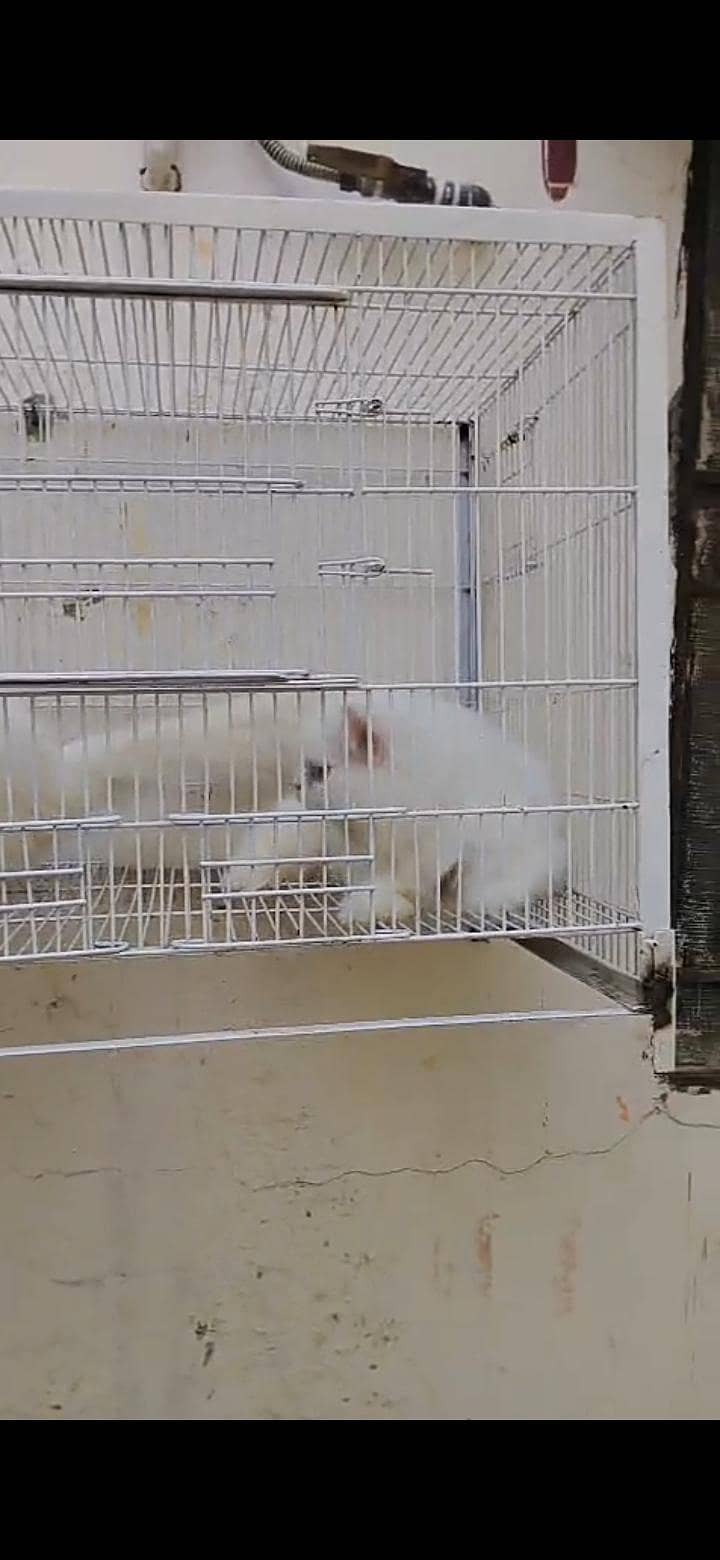 Persian Cat 0