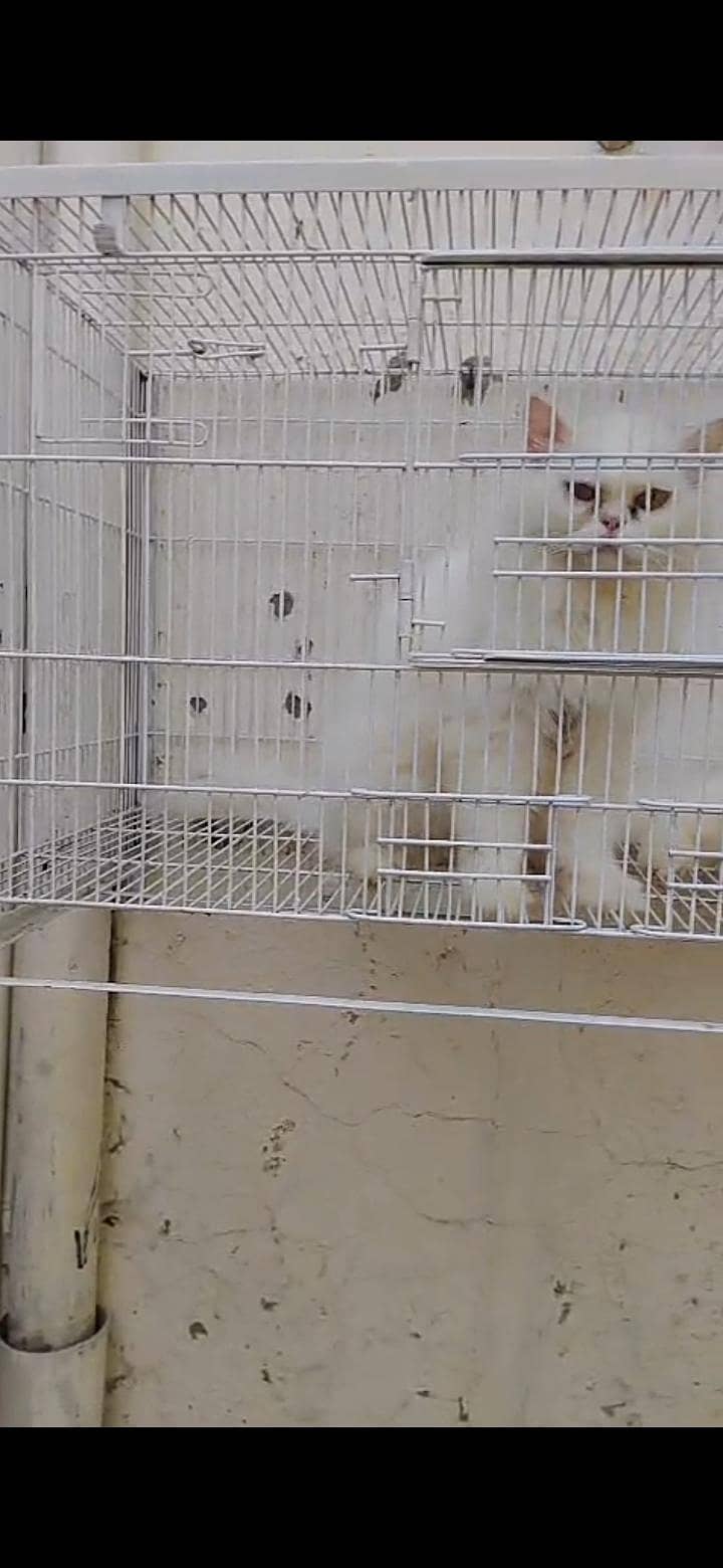 Persian Cat 1