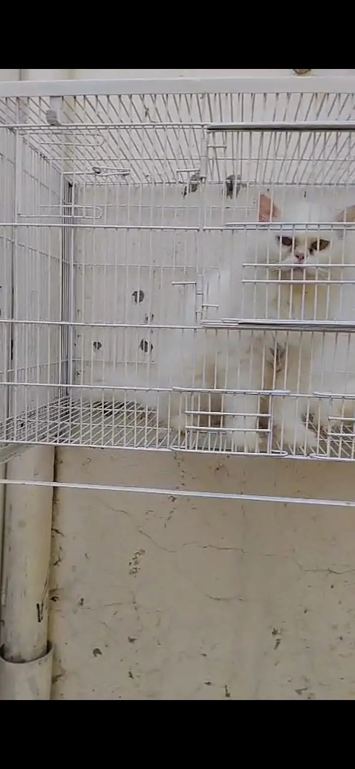 Persian Cat — photo 2