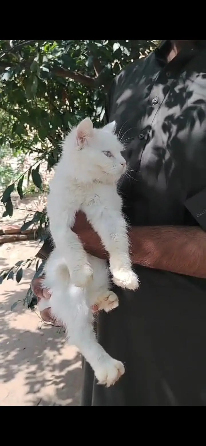 Persian Cat — photo 3