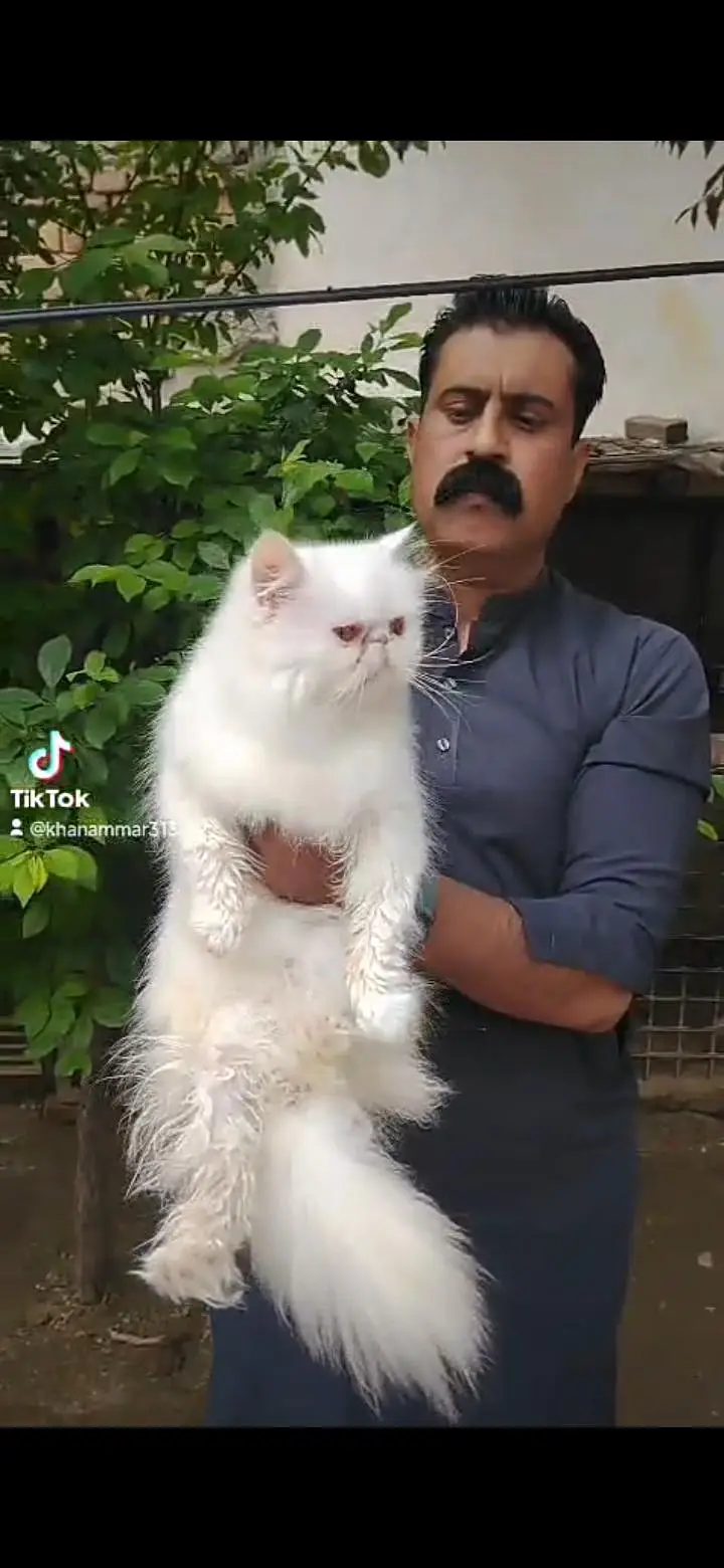 Persian Cat — photo 4