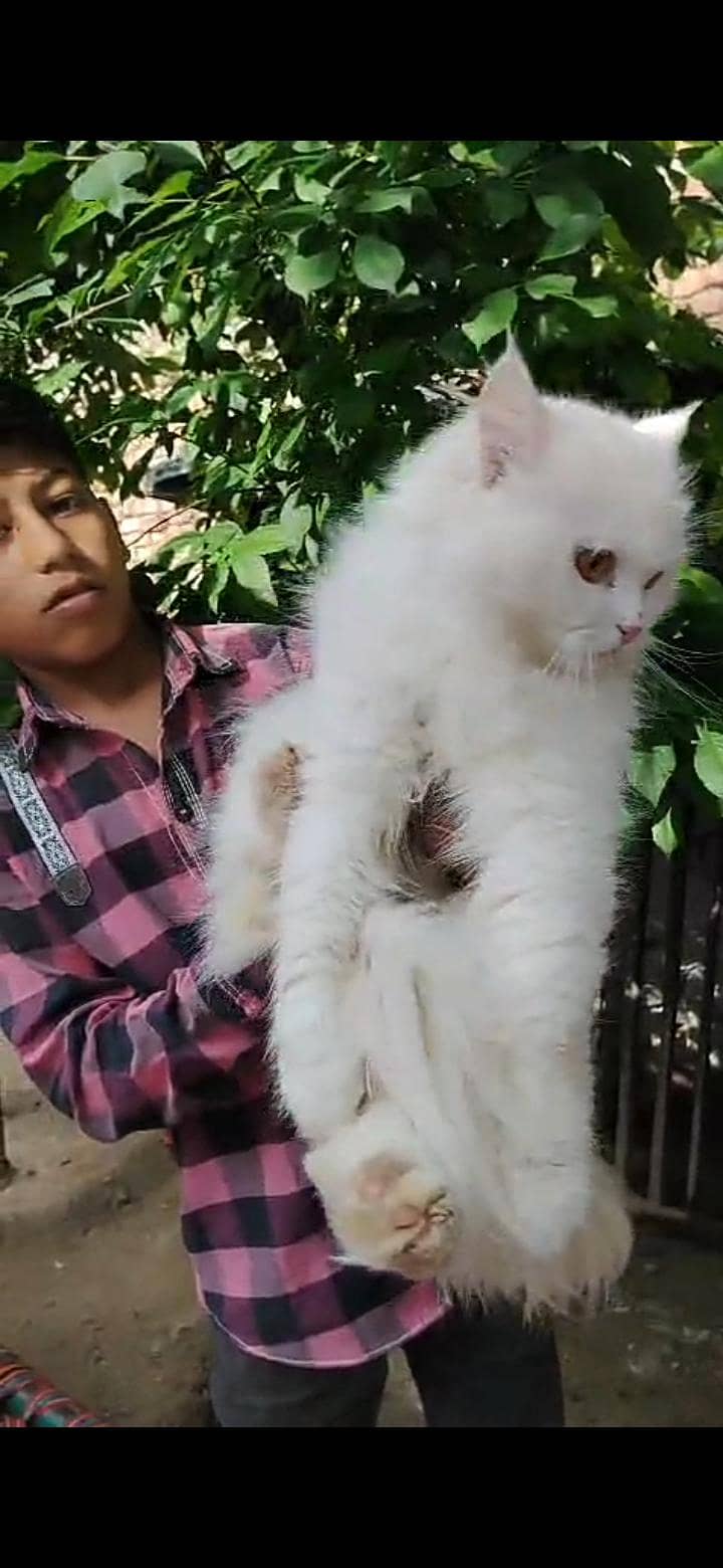 Persian Cat 4
