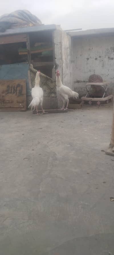 original khandari Hira aseel