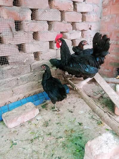 Astralop males aur eggs laying hens Desi Misri hens for sale