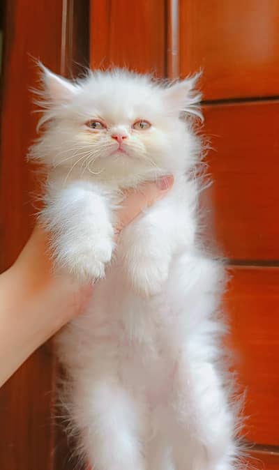 cute cat