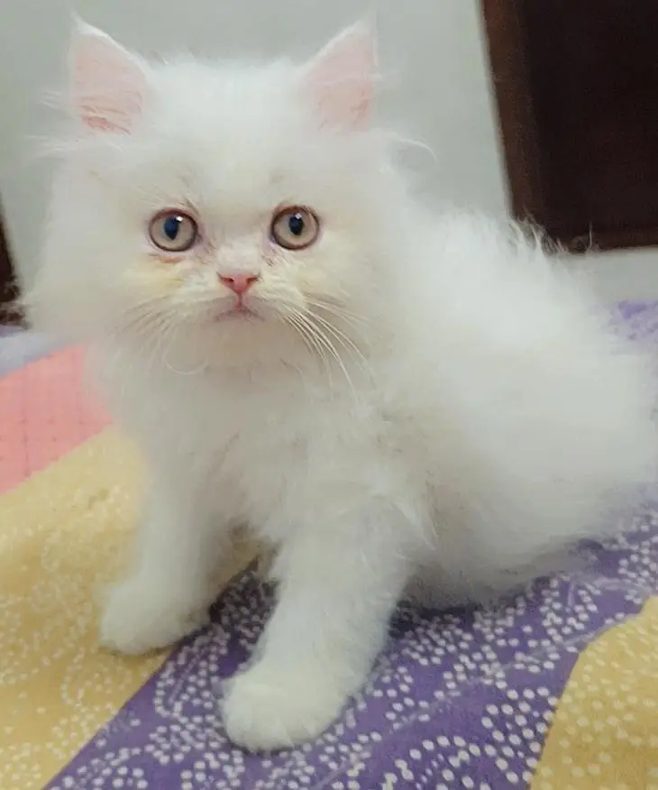 cute cat — photo 2