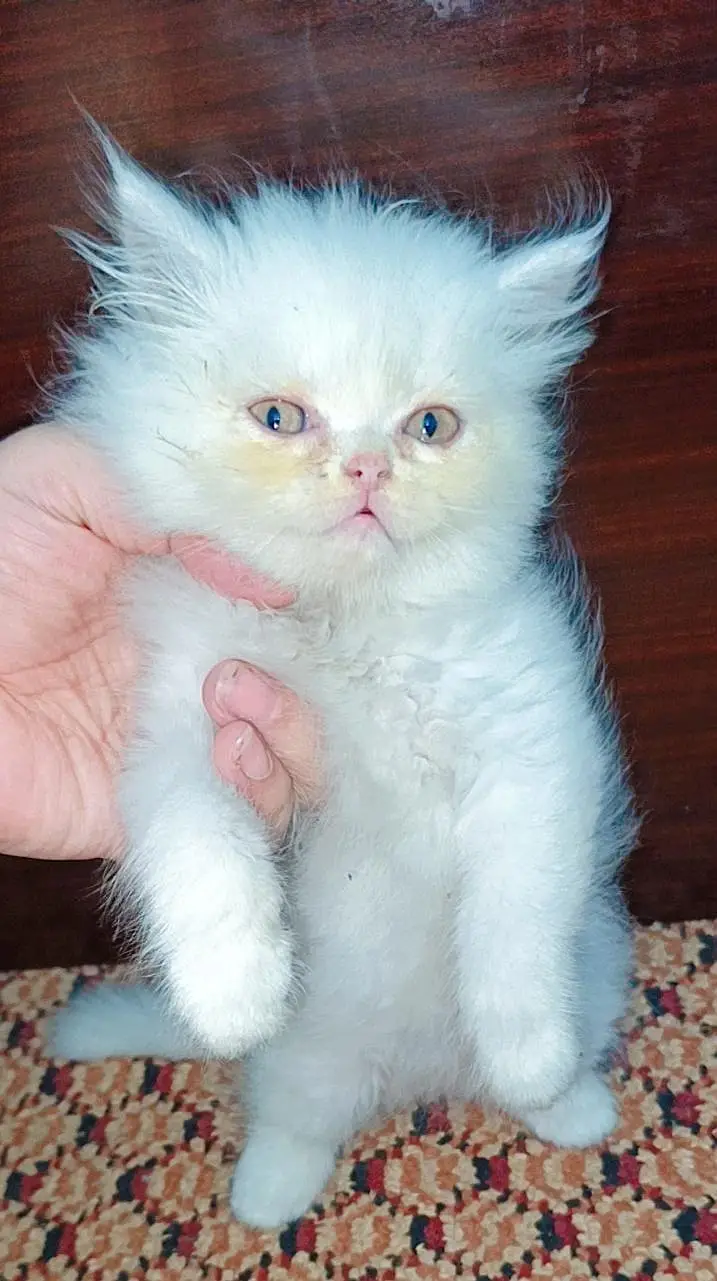 cute cat — photo 3