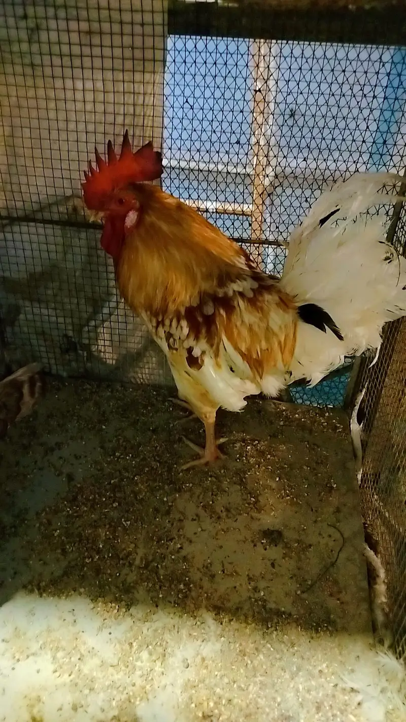 Aseel murgy supreme Quality — photo 5