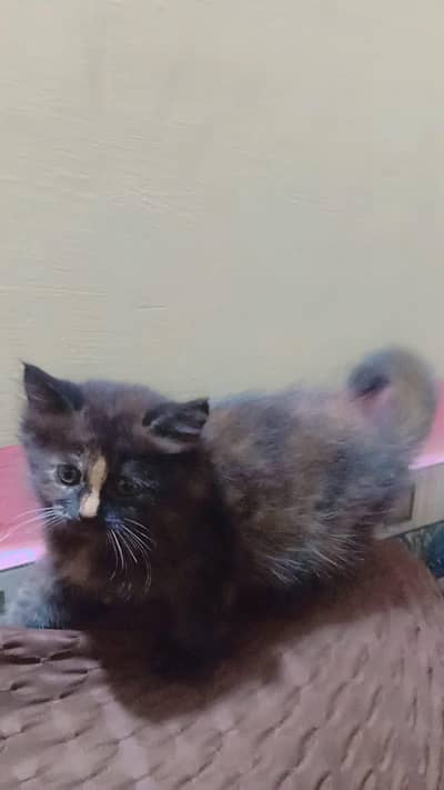 pounch face female and dummy face male cross kitten