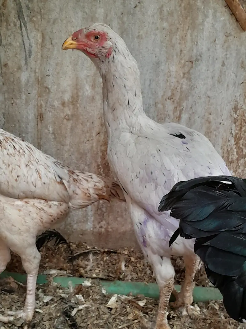 مرغیوں کا نیا اسٹاک — photo 3