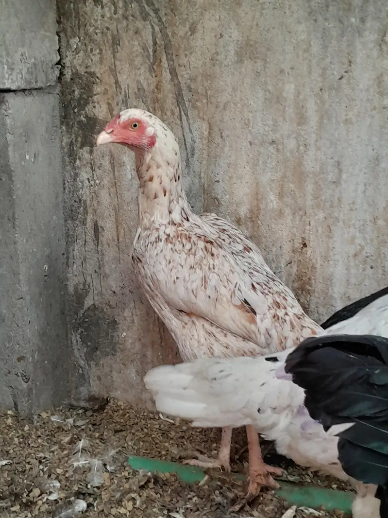 مرغیوں کا نیا اسٹاک — photo 4