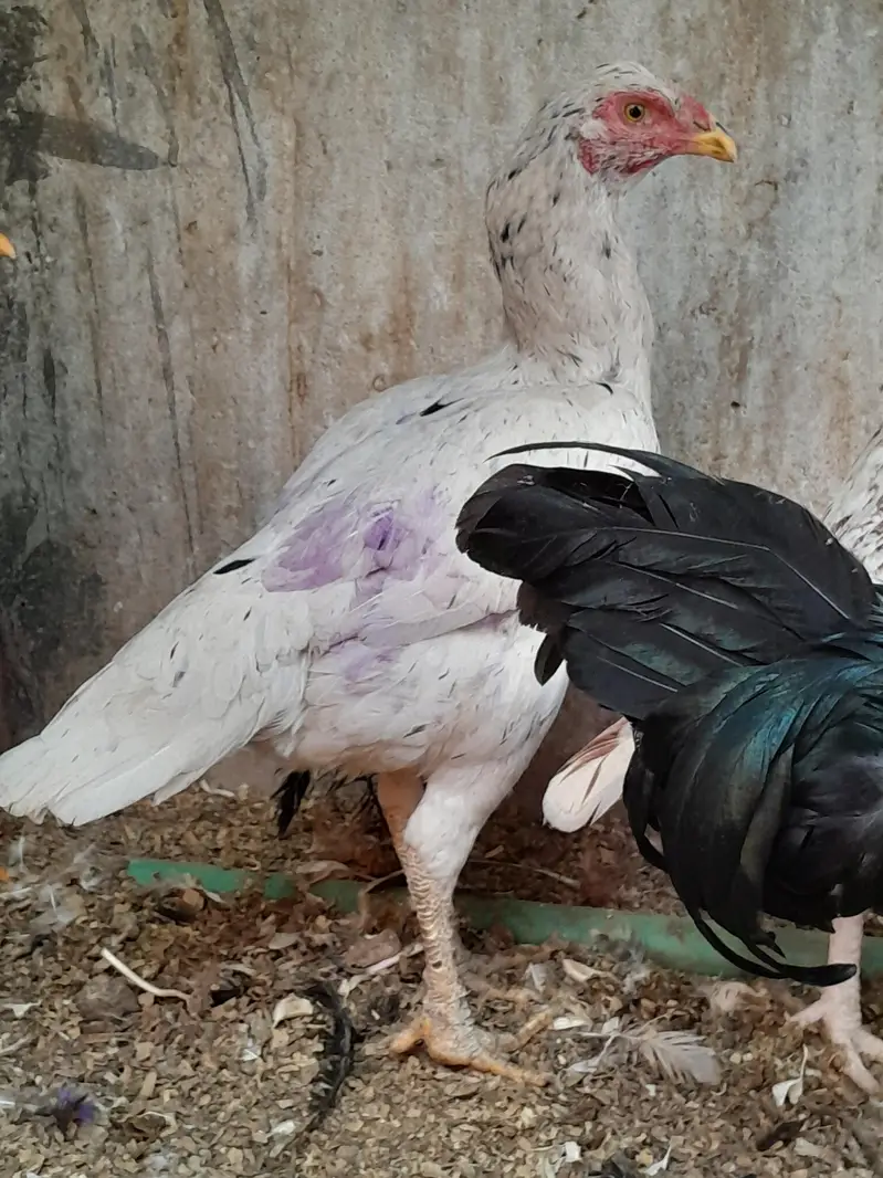 مرغیوں کا نیا اسٹاک — photo 5