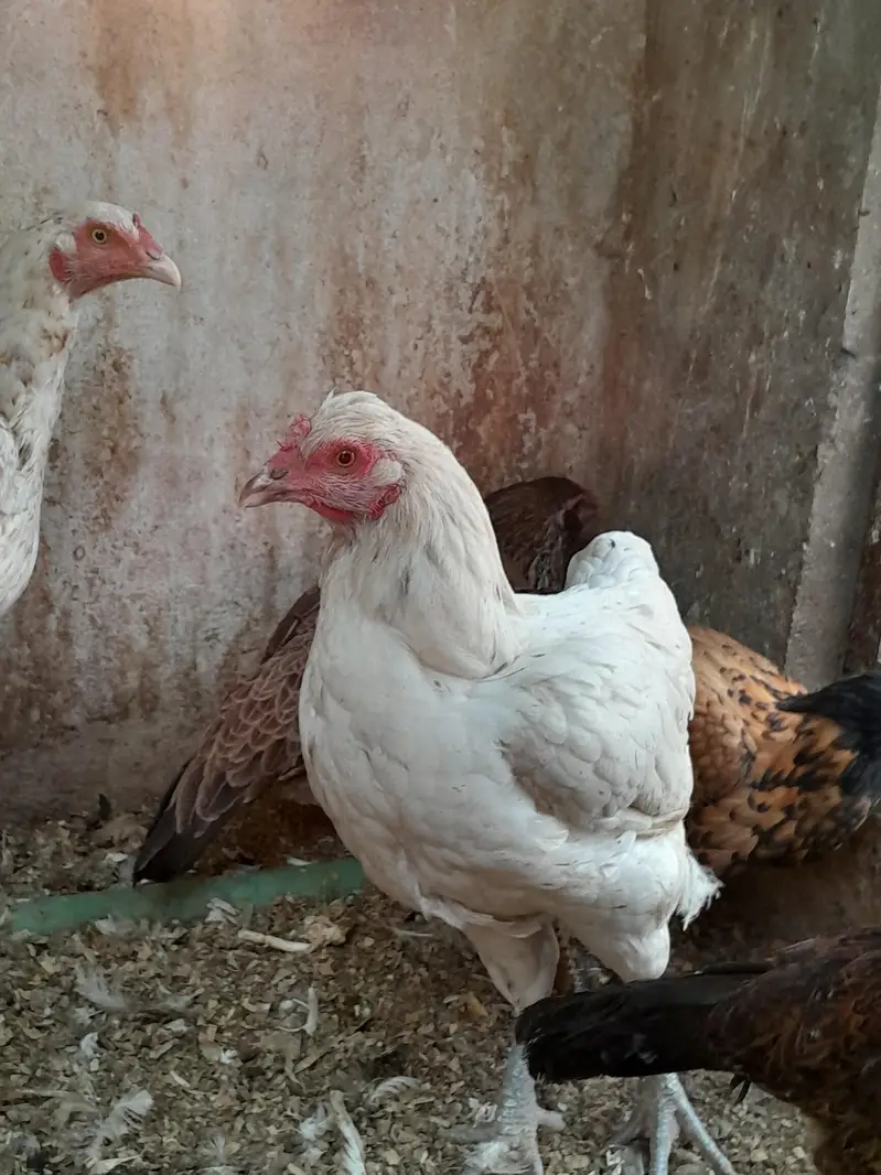 مرغیوں کا نیا اسٹاک — photo 6