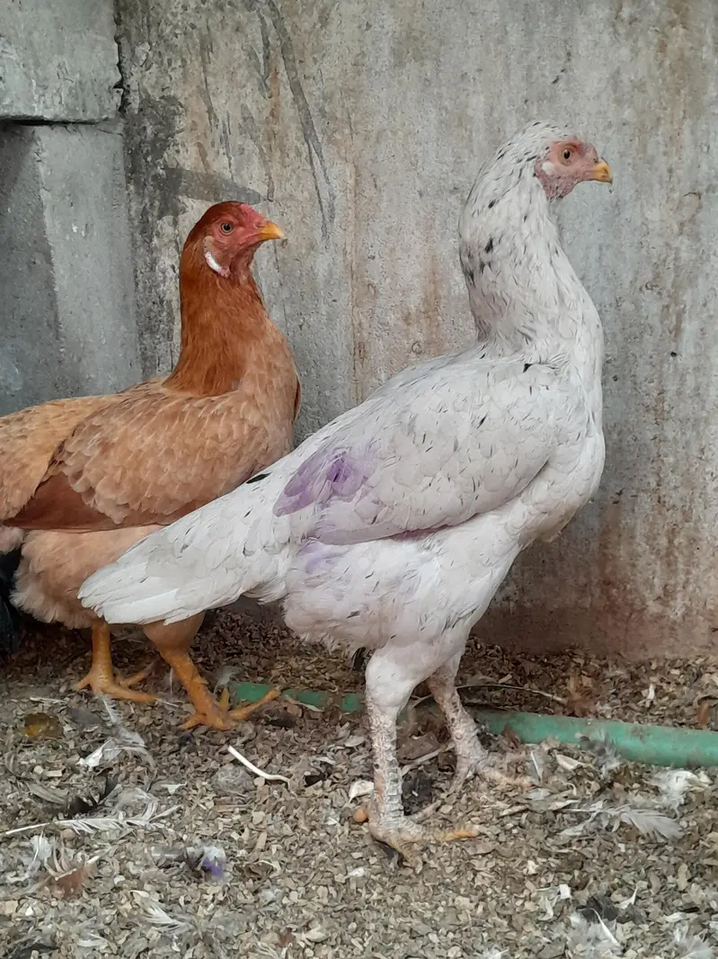 مرغیوں کا نیا اسٹاک — photo 7