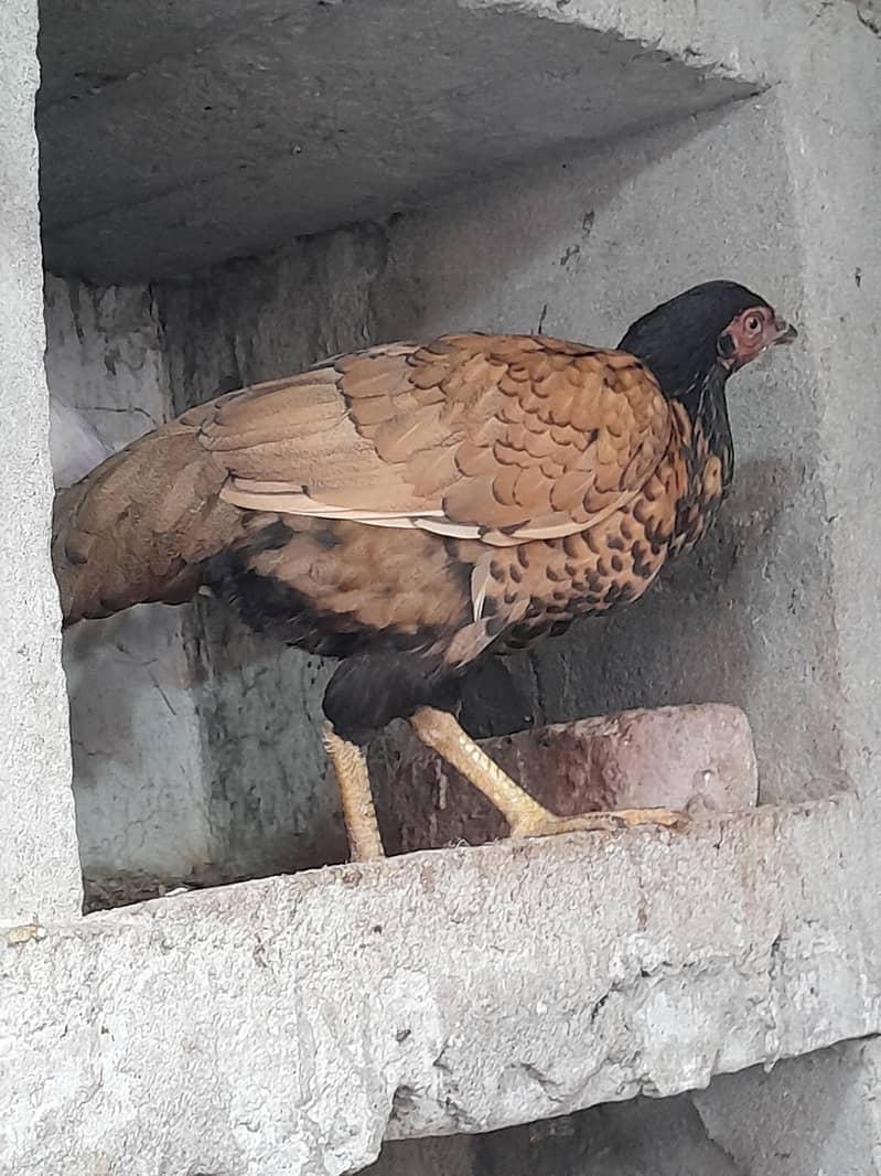 مرغیوں کا نیا اسٹاک 7