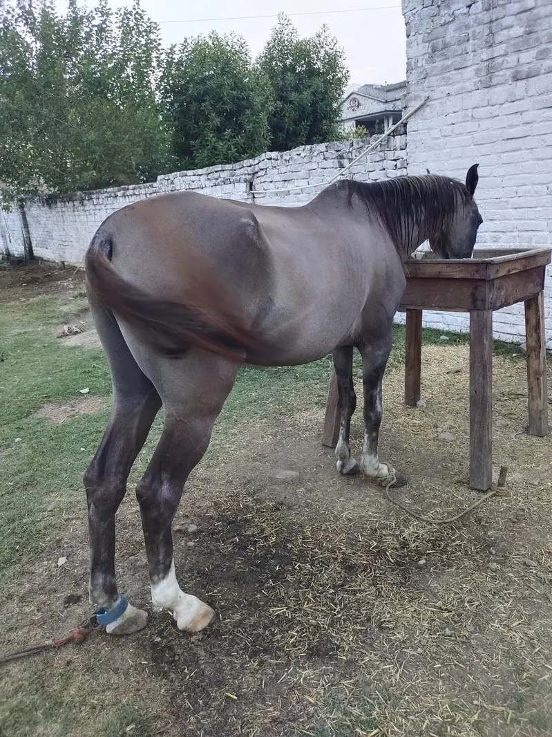 Desi Horse for sale Mirpur Ajk  Neza Baz Horse — photo 2