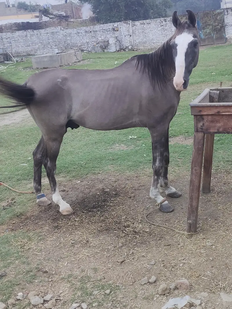 Desi Horse for sale Mirpur Ajk  Neza Baz Horse — photo 3
