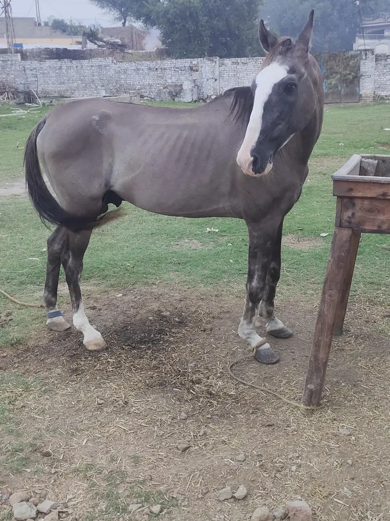 Desi Horse for sale Mirpur Ajk  Neza Baz Horse — photo 4