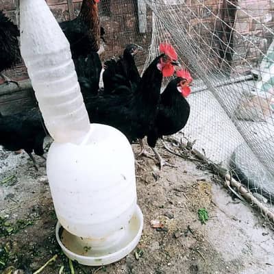 Astralop males and Desi Misri males for sale