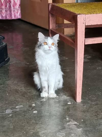 Persian cat