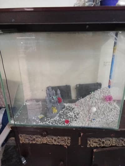 fish aquarium