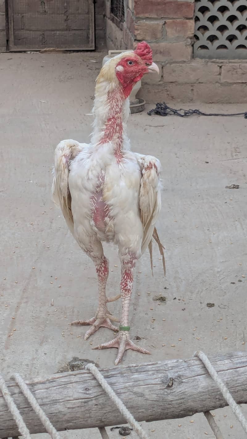 heera murga 0