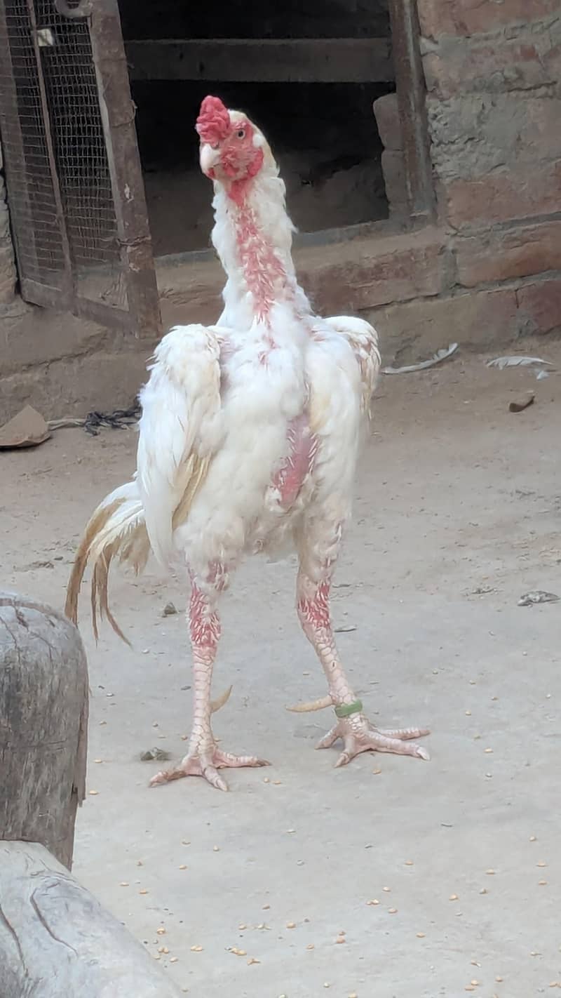 heera murga 1