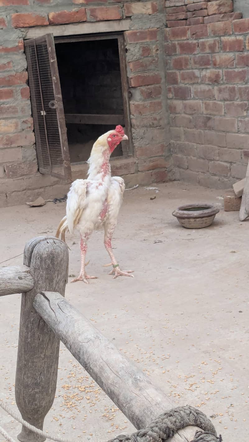 heera murga 2