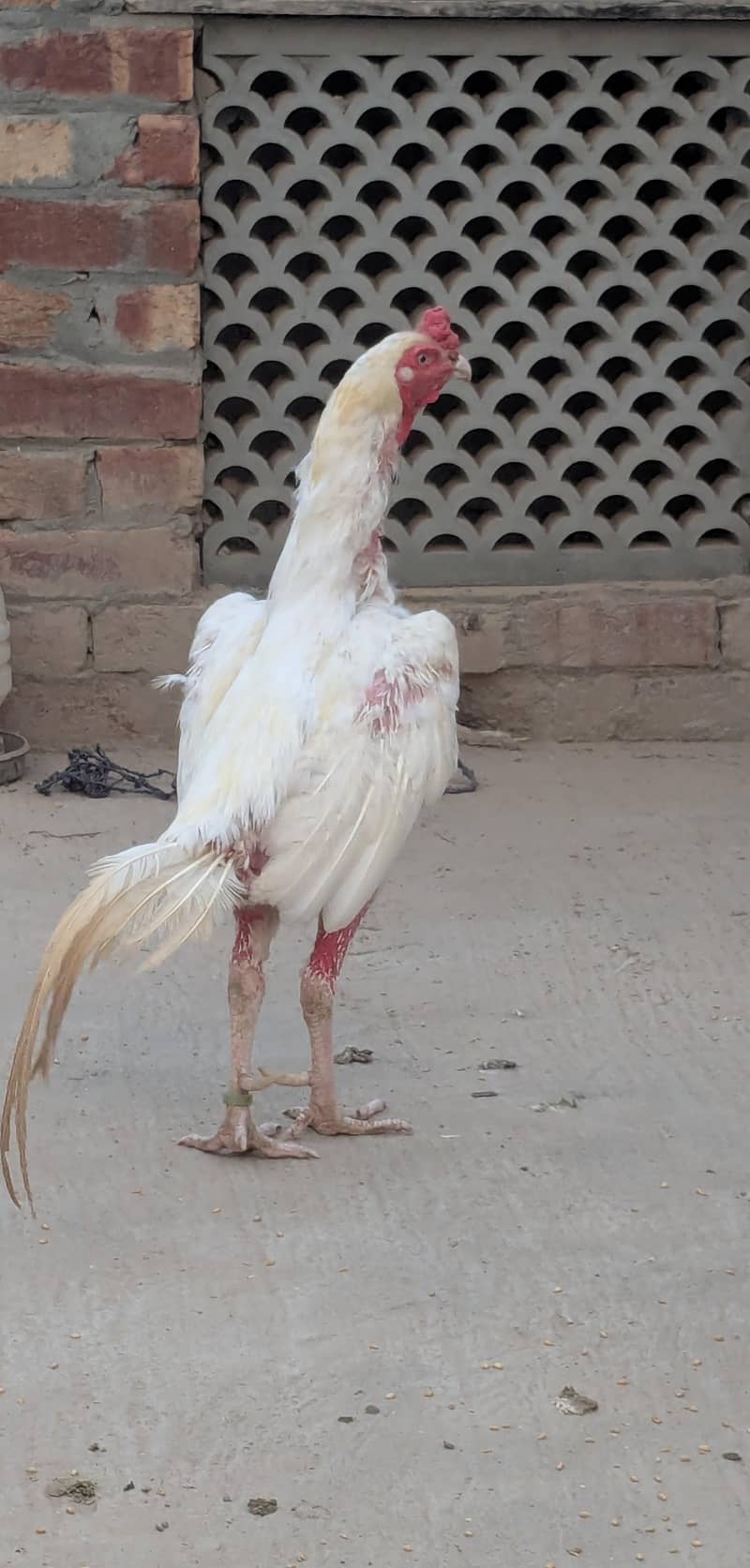 heera murga 3