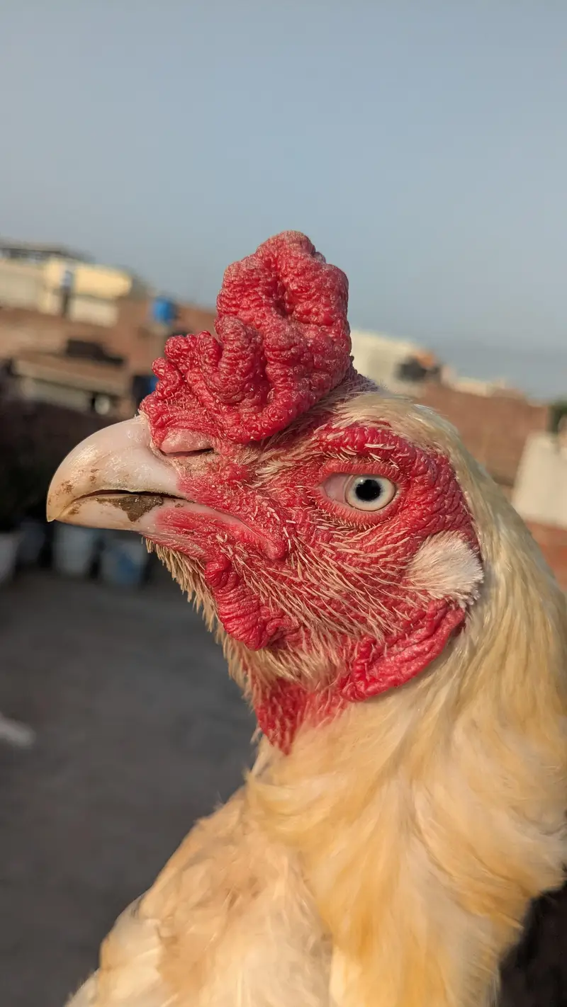 heera murga — photo 5
