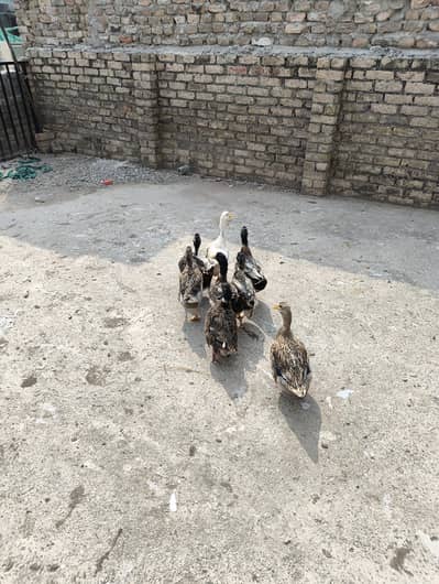 8 Ducks Mix Single is also available