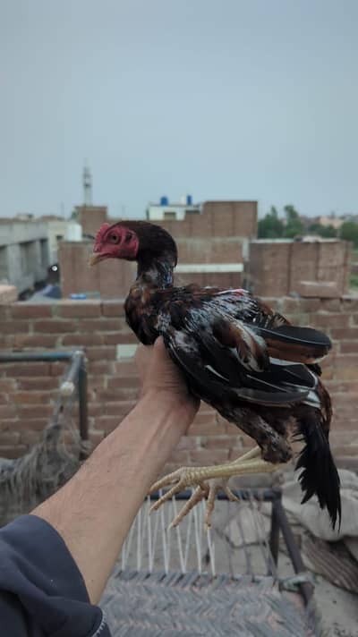 aseel patha murgha fsd 0315.1613124