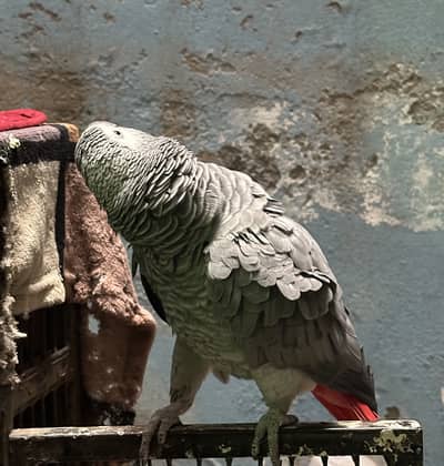 African Grey tamed or talking parrot  ready to bride